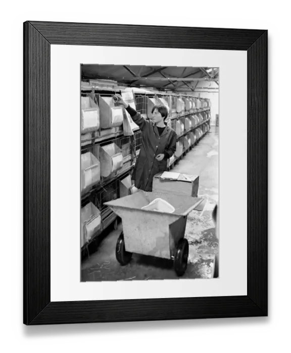 Framed Print : General scene of a Rabbit farm in Buxted Sussex. The farm rears