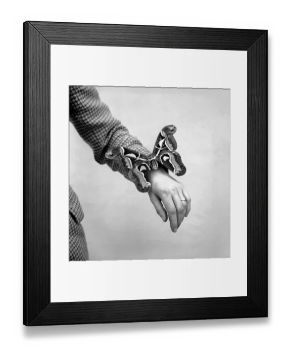 Framed Print : Insects: Moths: Mr. Rivers seen here with part of his collection of moths Framed Print : Insects: Moths: Mr. Rivers seen here with part of his collection of moths