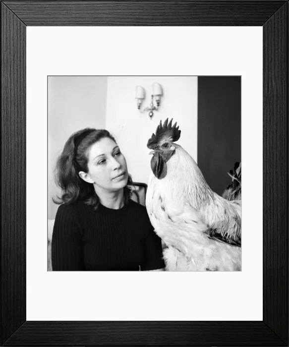 Framed Print : Family pet Cockerel. 1964 C123-016 Framed Print : Family pet Cockerel. 1964 C123-016