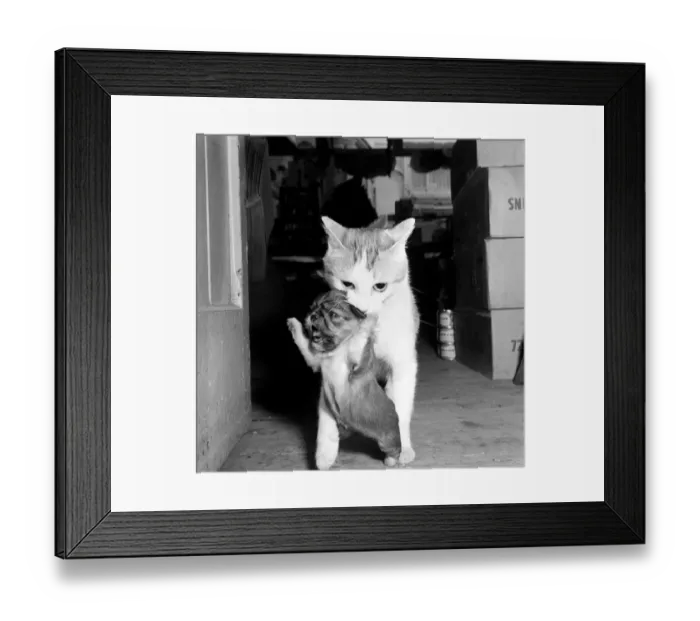 Framed Print : Cat who is fostering abandoned puppies. 1959 Framed Print : Cat who is fostering abandoned puppies. 1959