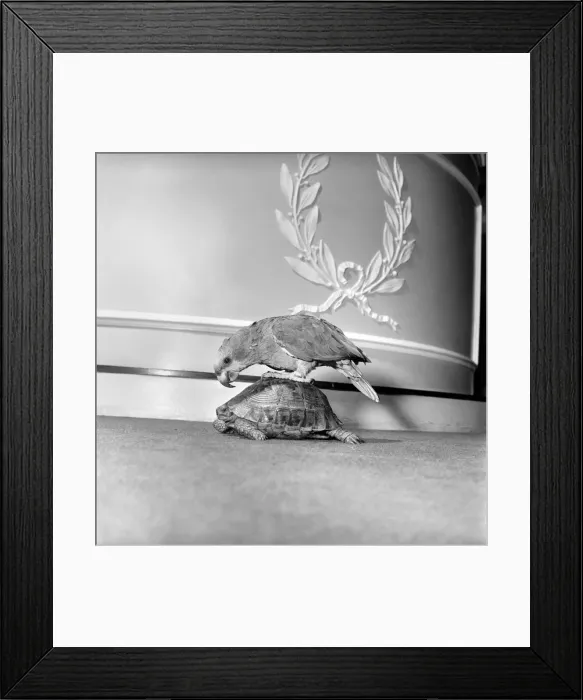 Framed Print : Unusual friendship: Parrot and tortoise. 1964 Framed Print : Unusual friendship: Parrot and tortoise. 1964