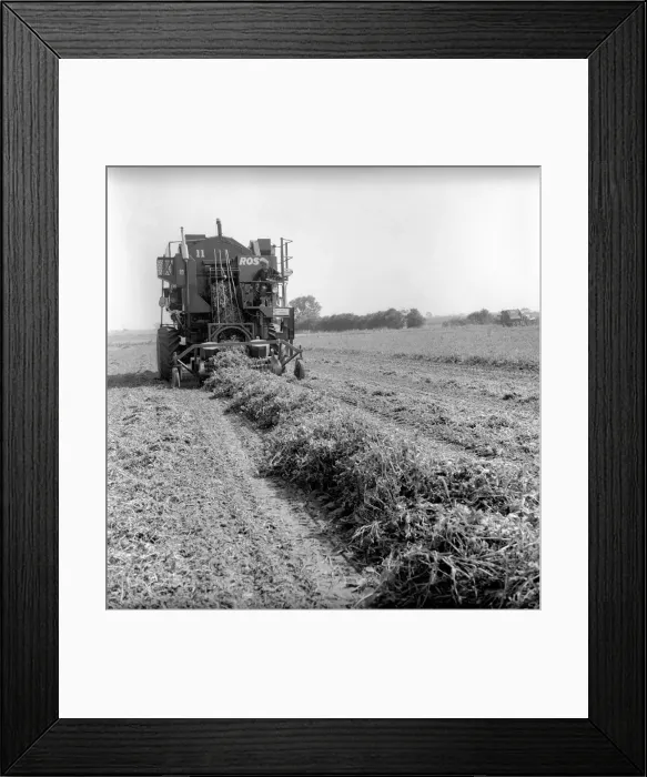Framed Print : Farming: Ross Pea picking machine. 1964 A1201-001 Framed Print : Farming: Ross Pea picking machine. 1964 A1201-001