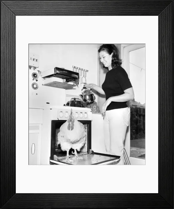 Framed Print : Family pet Cockerel. 1964 C123-013 Framed Print : Family pet Cockerel. 1964 C123-013