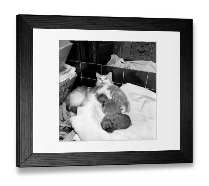 Framed Print : Cat who is fostering abandoned puppies. 1959 Framed Print : Cat who is fostering abandoned puppies. 1959
