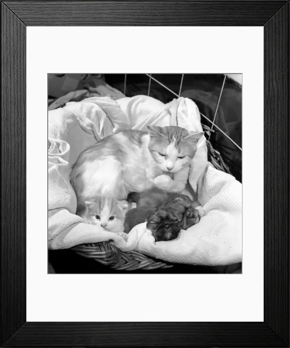 Framed Print : Cat who is fostering abandoned puppies. 1959 Framed Print : Cat who is fostering abandoned puppies. 1959