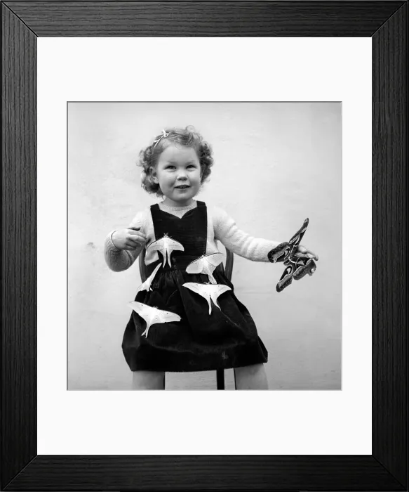 Framed Print : Moth girl: Miss Rivers seen here with moths. January 1957 A10-002 Framed Print : Moth girl: Miss Rivers seen here with moths. January 1957 A10-002