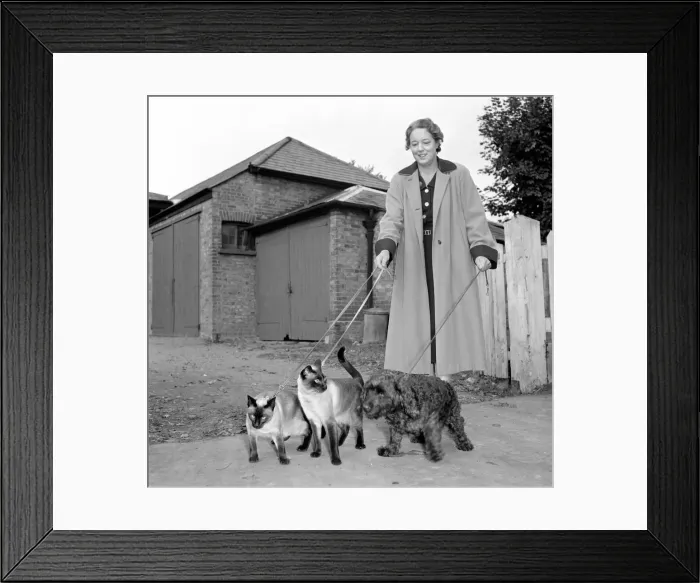Framed Print : Siamese cats with their owners. 1954 A120-003 Framed Print : Siamese cats with their owners. 1954 A120-003