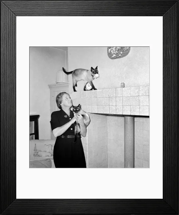 Framed Print : Siamese cats with their owners. 1954 A120-008 Framed Print : Siamese cats with their owners. 1954 A120-008