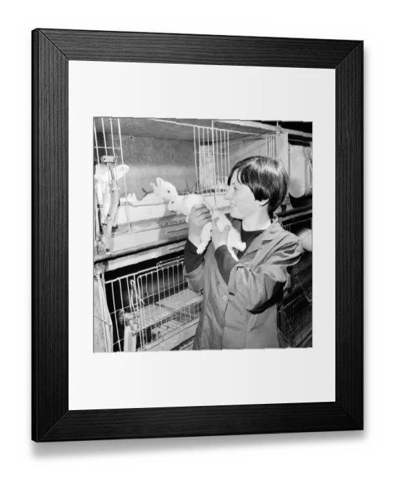 Framed Print : General scene of a Rabbit farm in Buxted Sussex. The farm rears Framed Print : General scene of a Rabbit farm in Buxted Sussex. The farm rears