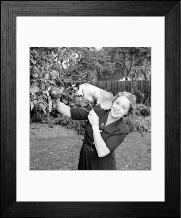 Framed Print : Siamese cats with their owners. 1954 A120 Framed Print : Siamese cats with their owners. 1954 A120