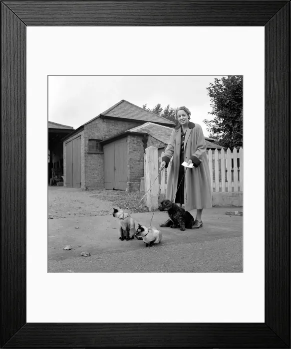 Framed Print : Siamese cats with their owners. 1954 A120-005 Framed Print : Siamese cats with their owners. 1954 A120-005
