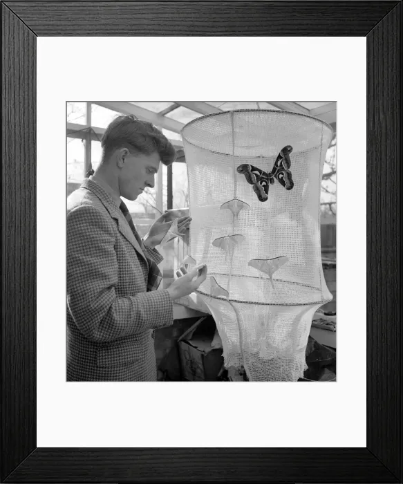 Framed Print : Insects: Moths: Mr. Rivers seen here with part of his collection of moths Framed Print : Insects: Moths: Mr. Rivers seen here with part of his collection of moths