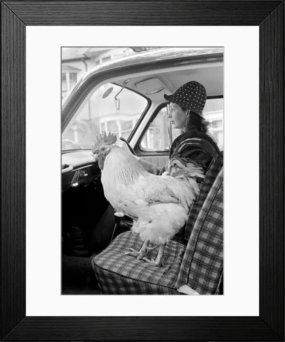 Framed Print : Family pet Cockerel. 1964 C123-025 Framed Print : Family pet Cockerel. 1964 C123-025