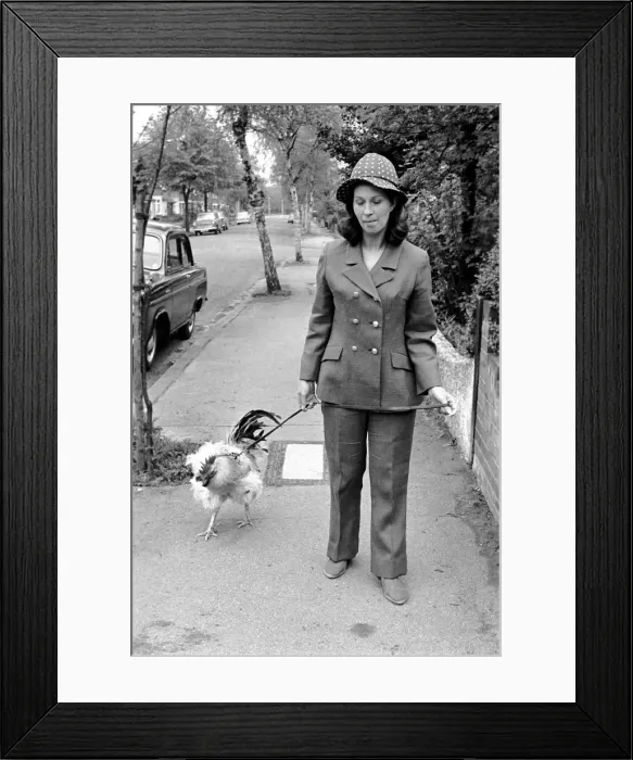 Framed Print : Family pet Cockerel. 1964 C123-022 Framed Print : Family pet Cockerel. 1964 C123-022