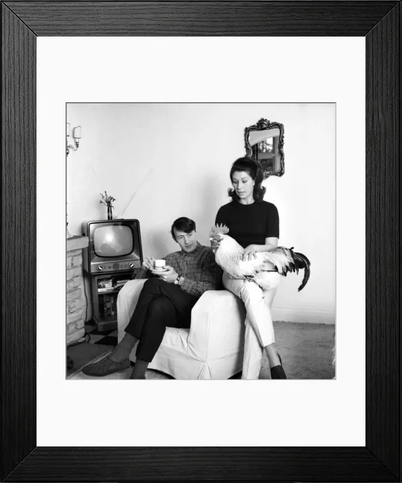 Framed Print : Family pet Cockerel. 1964 C123-004 Framed Print : Family pet Cockerel. 1964 C123-004