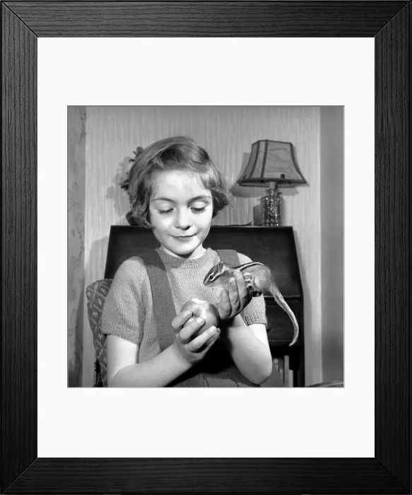 Framed Print : Small girl playing with chipmunks. January 1965 Framed Print : Small girl playing with chipmunks. January 1965