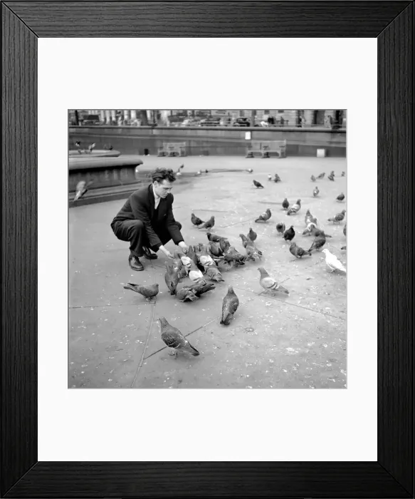 Framed Print : London pigeon catcher. January 1954 A157-004