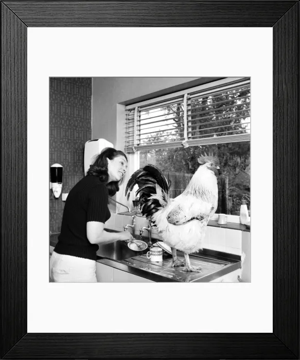 Framed Print : Family pet Cockerel. 1964 C123-008