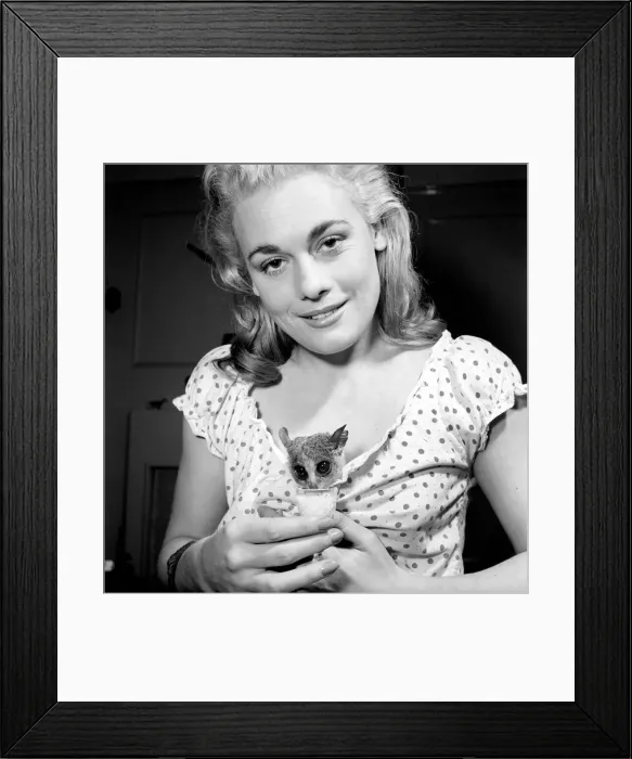 Framed Print : Dorinda Stevens seen here with her pet Bush Baby. 1959 Framed Print : Dorinda Stevens seen here with her pet Bush Baby. 1959