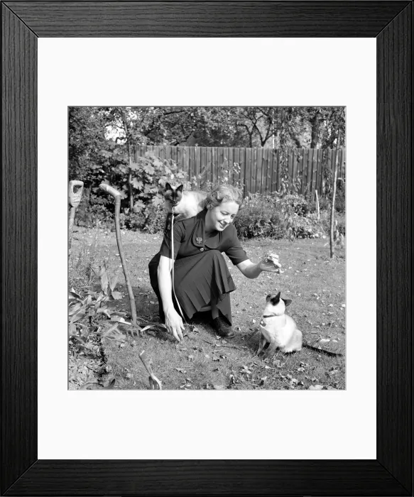 Framed Print : Siamese cats with their owners. 1954 A120-010 Framed Print : Siamese cats with their owners. 1954 A120-010