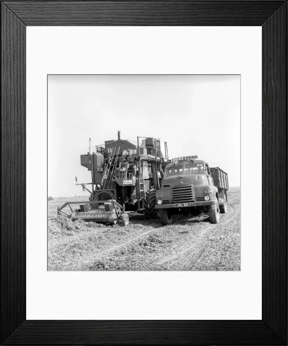Framed Print : Farming: Ross Pea picking machine. 1964 A1201-006 Framed Print : Farming: Ross Pea picking machine. 1964 A1201-006