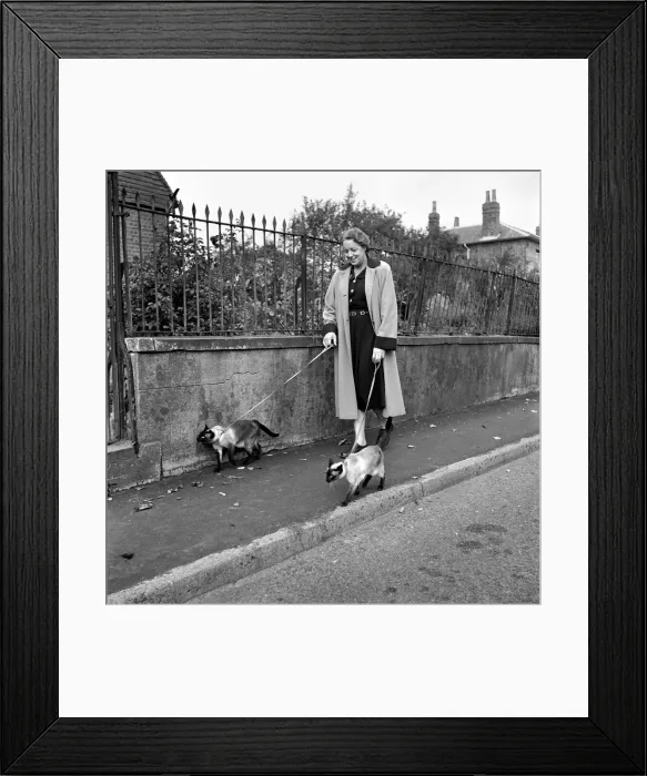 Framed Print : Siamese cats with their owners. 1954 A120-011 Framed Print : Siamese cats with their owners. 1954 A120-011