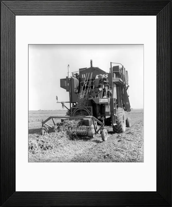 Framed Print : Farming: Ross Pea picking machine. 1964 A1201 Framed Print : Farming: Ross Pea picking machine. 1964 A1201