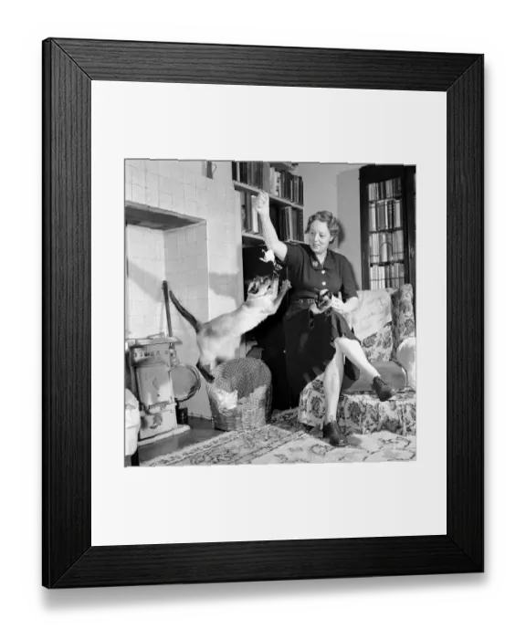 Framed Print : Siamese cats with their owners. 1954 A120-001 Framed Print : Siamese cats with their owners. 1954 A120-001