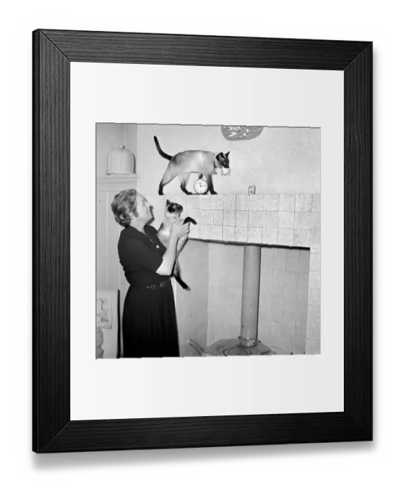 Framed Print : Siamese cats with their owners. 1954 A120-006 Framed Print : Siamese cats with their owners. 1954 A120-006