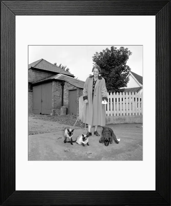 Framed Print : Siamese cats with their owners. 1954 A120-004