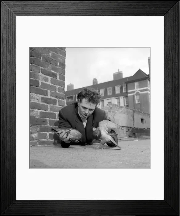 Framed Print : London pigeon catcher. January 1954 A157-002