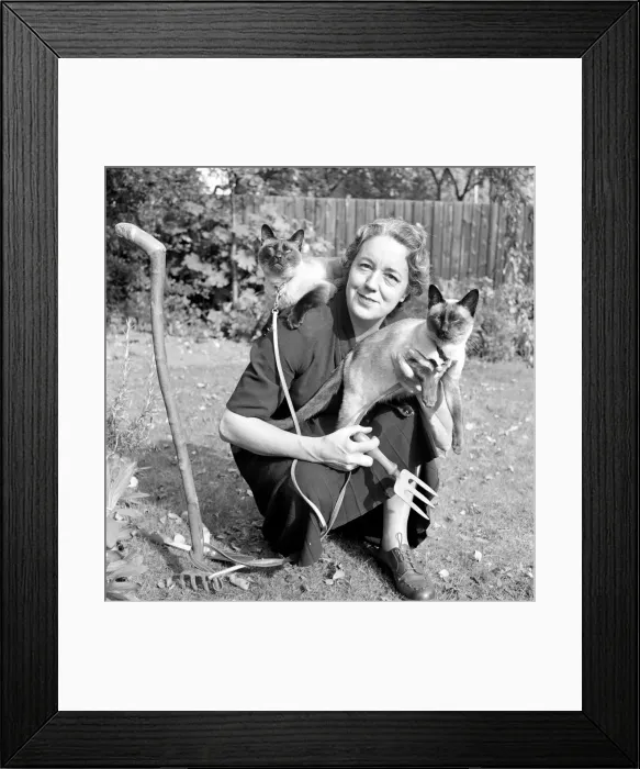 Framed Print : Siamese cats with their owners. 1954 A120-007