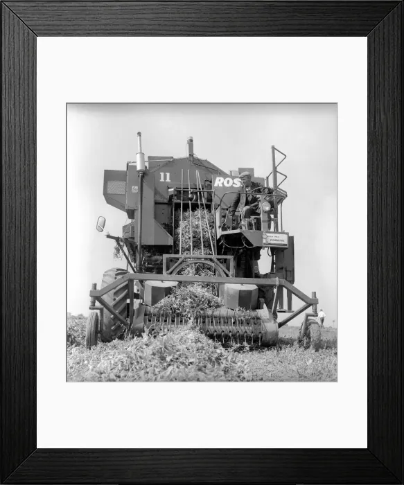 Framed Print : Farming: Ross Pea picking machine. 1964 A1201-004 Framed Print : Farming: Ross Pea picking machine. 1964 A1201-004