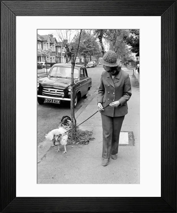 Framed Print : Family pet Cockerel. 1964 C123-023