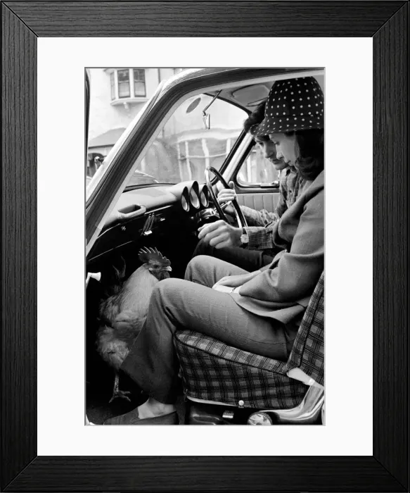 Framed Print : Family pet Cockerel. 1964 C123-018