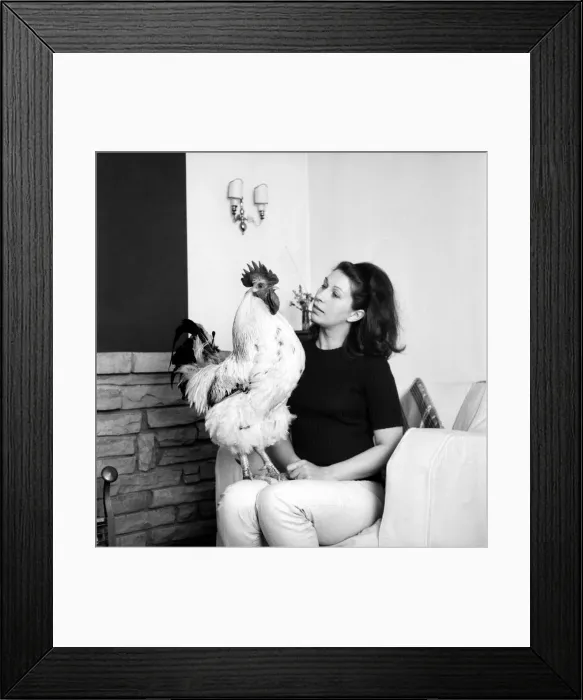 Framed Print : Family pet Cockerel. 1964 C123-010