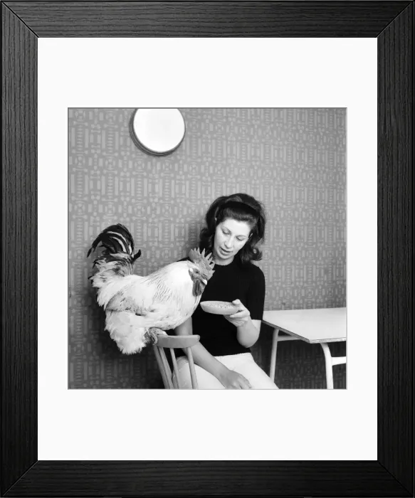 Framed Print : Family pet Cockerel. 1964 C123-014 Framed Print : Family pet Cockerel. 1964 C123-014