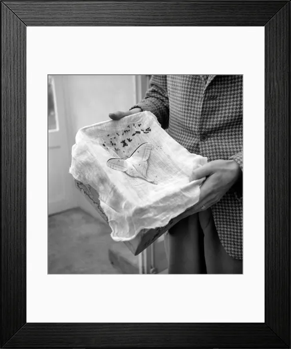 Framed Print : Insects: Moths: Mr. Rivers seen here with part of his collection of moths Framed Print : Insects: Moths: Mr. Rivers seen here with part of his collection of moths