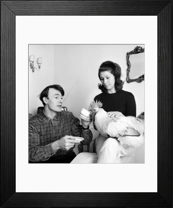 Framed Print : Family pet Cockerel. 1964 C123-007 Framed Print : Family pet Cockerel. 1964 C123-007