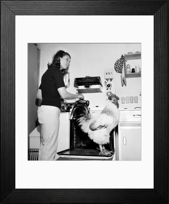 Framed Print : Family pet Cockerel. 1964 C123-005 Framed Print : Family pet Cockerel. 1964 C123-005
