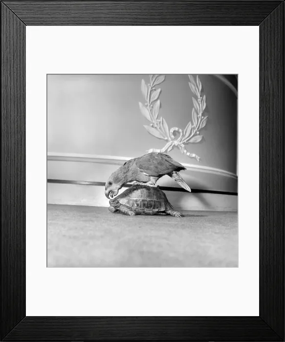 Framed Print : Unusual friendship: Parrot and tortoise. 1964