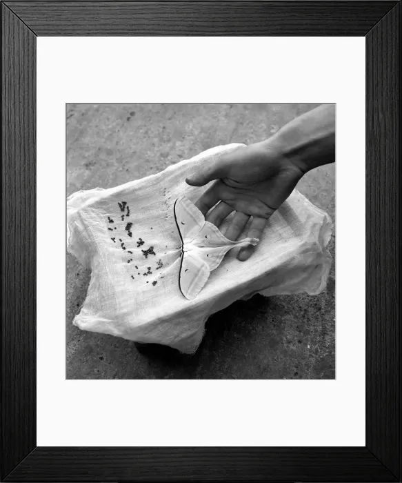 Framed Print : Insects: Moths: Mr. Rivers seen here with part of his collection of moths Framed Print : Insects: Moths: Mr. Rivers seen here with part of his collection of moths