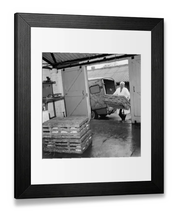 Framed Print : General scene of a Rabbit farm in Buxted Sussex. The farm rears Framed Print : General scene of a Rabbit farm in Buxted Sussex. The farm rears