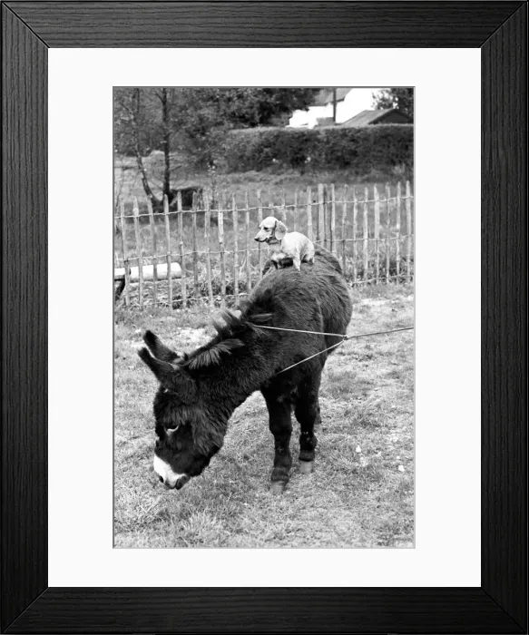 Framed Print : Donkey with dachshund. January 1965 C106A Framed Print : Donkey with dachshund. January 1965 C106A