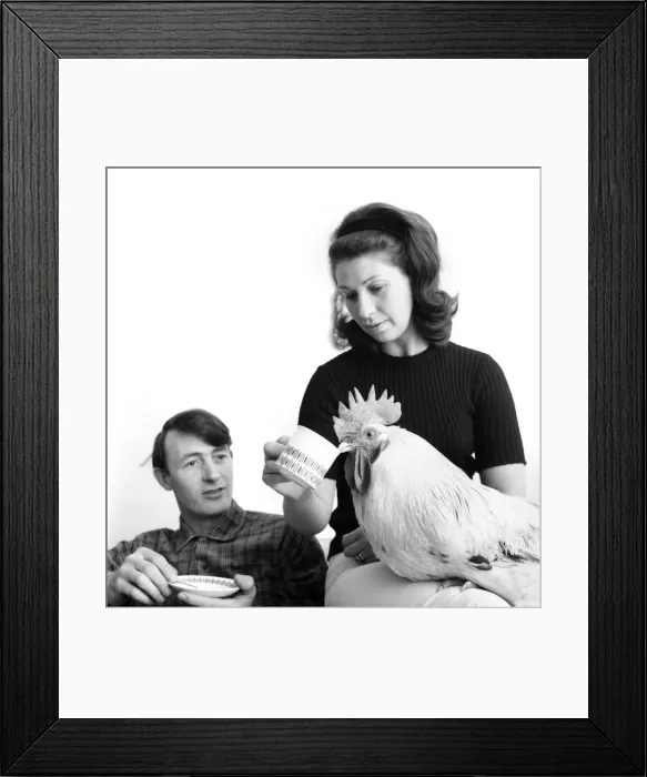 Framed Print : Family pet Cockerel. 1964 C123-011