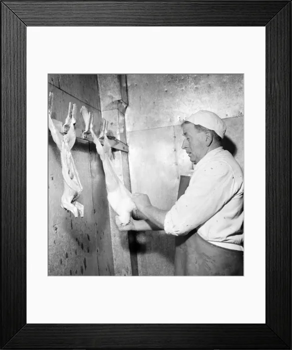 Framed Print : General scene of a Rabbit farm in Buxted Sussex. The farm rears Framed Print : General scene of a Rabbit farm in Buxted Sussex. The farm rears