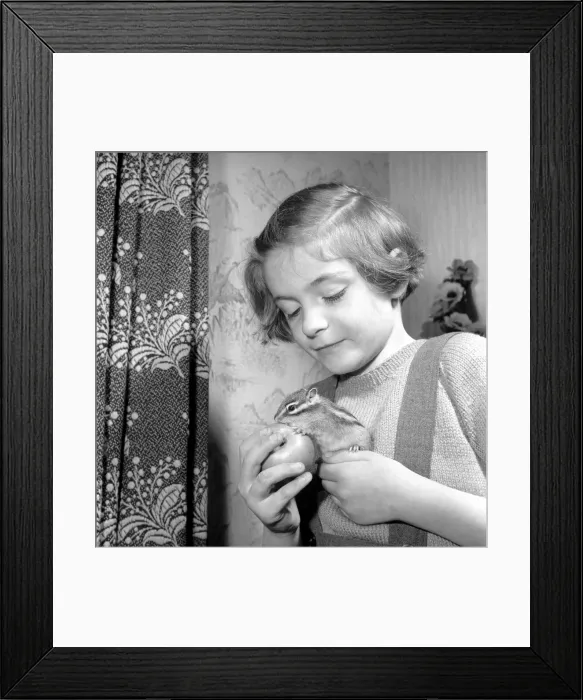 Framed Print : Small girl playing with chipmunks. January 1965 Framed Print : Small girl playing with chipmunks. January 1965