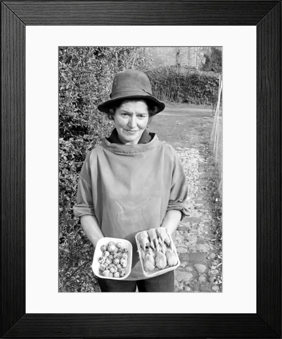 Framed Print : Quail farm in Hemel Hempstead. January 1965 C104B Framed Print : Quail farm in Hemel Hempstead. January 1965 C104B