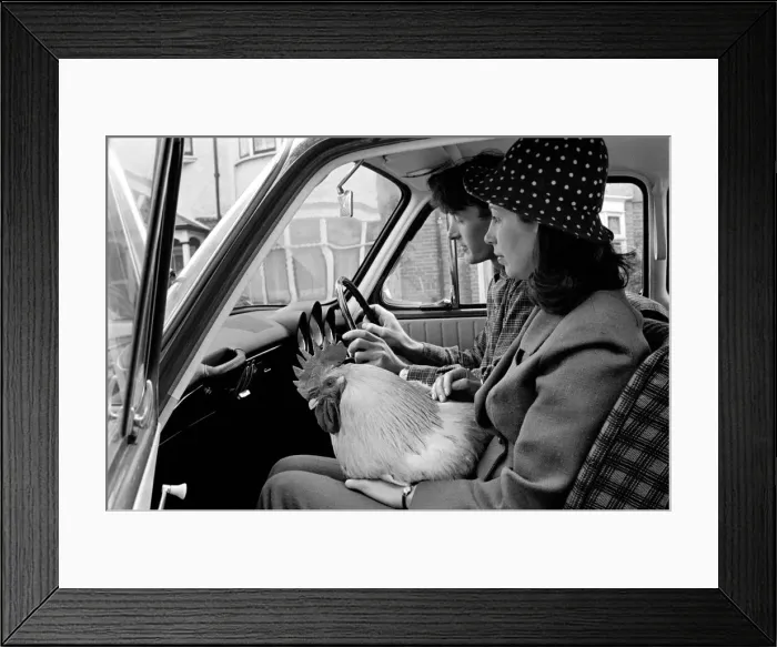 Framed Print : Family pet Cockerel. 1964 C123-019