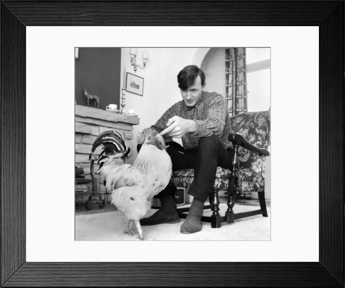 Framed Print : Family pet Cockerel. 1964 C123-017 Framed Print : Family pet Cockerel. 1964 C123-017